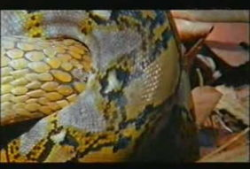 蟒蛇吃狮子并活吞视频,吞噬狮子，展现生存奇迹